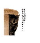 あわねこ保育園の園児たち②（個別スタンプ：28）