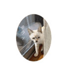 あわねこ保育園の園児たち②（個別スタンプ：29）