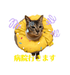 あわねこ保育園の園児たち②（個別スタンプ：36）