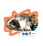 ねこねこシリーズ1（個別スタンプ：2）