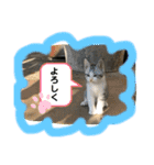 ねこねこシリーズ1（個別スタンプ：3）