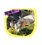 ねこねこシリーズ1（個別スタンプ：6）