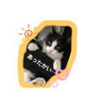 ねこねこシリーズ1（個別スタンプ：7）
