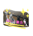 ねこねこシリーズ1（個別スタンプ：8）