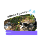 ねこねこシリーズ1（個別スタンプ：10）