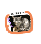 ねこねこシリーズ1（個別スタンプ：11）
