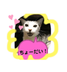 ねこねこシリーズ1（個別スタンプ：12）