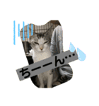 ねこねこシリーズ1（個別スタンプ：13）