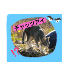 ねこねこシリーズ1（個別スタンプ：16）