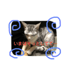 ねこねこシリーズ1（個別スタンプ：18）