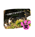 ねこねこシリーズ1（個別スタンプ：19）