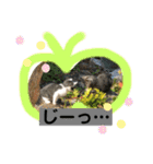 ねこねこシリーズ1（個別スタンプ：21）