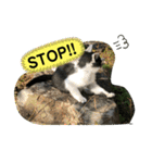 ねこねこシリーズ1（個別スタンプ：22）