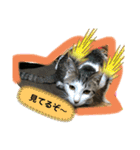 ねこねこシリーズ1（個別スタンプ：23）