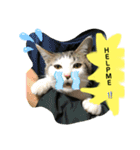 ねこねこシリーズ1（個別スタンプ：24）