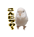 おもちインコ（個別スタンプ：1）
