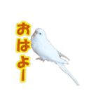 おもちインコ（個別スタンプ：2）