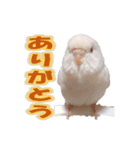 おもちインコ（個別スタンプ：3）