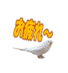 おもちインコ（個別スタンプ：4）