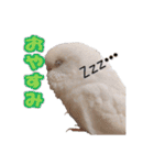 おもちインコ（個別スタンプ：6）