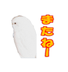 おもちインコ（個別スタンプ：7）