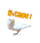 おもちインコ（個別スタンプ：8）