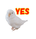 おもちインコ（個別スタンプ：9）