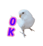 おもちインコ（個別スタンプ：11）