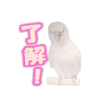 おもちインコ（個別スタンプ：12）