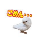 おもちインコ（個別スタンプ：13）