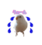 おもちインコ（個別スタンプ：15）
