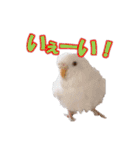おもちインコ（個別スタンプ：16）