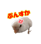 おもちインコ（個別スタンプ：17）