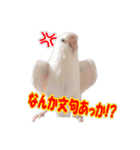 おもちインコ（個別スタンプ：18）