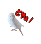おもちインコ（個別スタンプ：20）