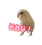 おもちインコ（個別スタンプ：21）