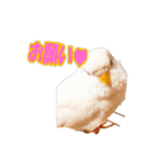 おもちインコ（個別スタンプ：22）