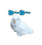 おもちインコ（個別スタンプ：23）