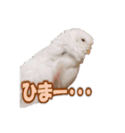 おもちインコ（個別スタンプ：24）
