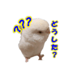 おもちインコ（個別スタンプ：25）