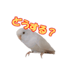 おもちインコ（個別スタンプ：26）