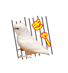おもちインコ（個別スタンプ：27）