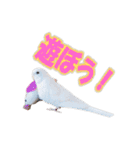 おもちインコ（個別スタンプ：28）