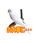 おもちインコ（個別スタンプ：29）