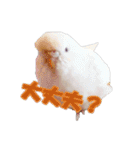 おもちインコ（個別スタンプ：30）