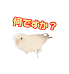 おもちインコ（個別スタンプ：31）