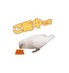おもちインコ（個別スタンプ：32）