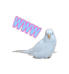 おもちインコ（個別スタンプ：33）