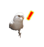 おもちインコ（個別スタンプ：34）