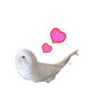おもちインコ（個別スタンプ：35）